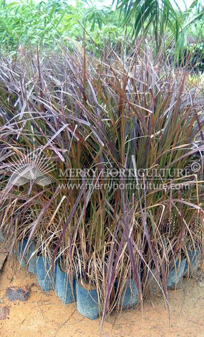 Pennisetum rubra